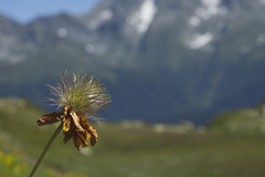 Pulsatilla aurea