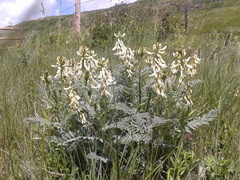 Astragalus drummondii