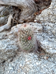Mammillaria phitauiana