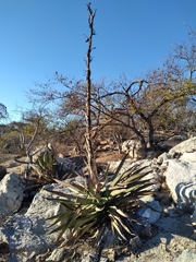Agave aurea