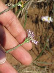 Symphyotrichum moranense