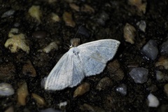 Scopula apicipunctata