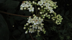 Viburnum triphyllum
