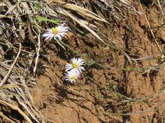 Symphyotrichum moranense
