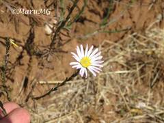 Symphyotrichum moranense