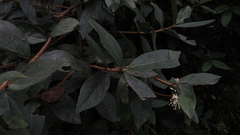 Viburnum triphyllum