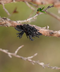 Septobasidium clelandii
