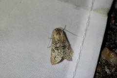 Bryophilina mollicula