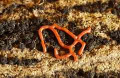 Willkommlangea reticulata