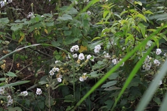 Robinsonella lindeniana image