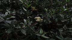 Viburnum triphyllum