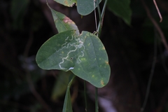 Passiflora biflora image