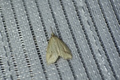 Hypenomorpha calamina