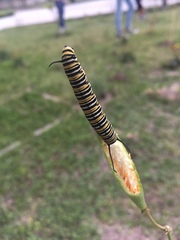 Danaus plexippus