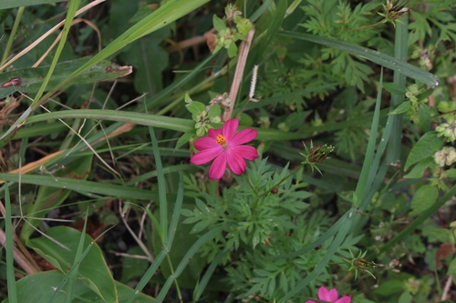 Cosmos caudatus