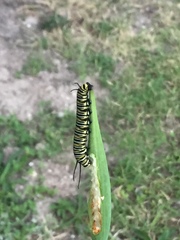 Danaus plexippus