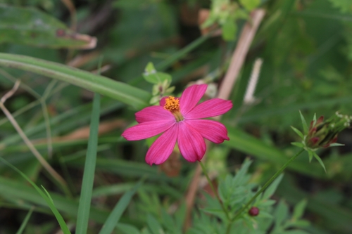 Cosmos caudatus
