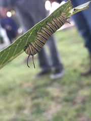 Danaus plexippus