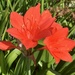 Scarborough Lily - Photo (c) Troos van der Merwe, some rights reserved (CC BY-NC), uploaded by Troos van der Merwe