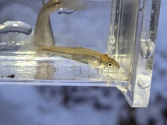 Notropis dorsalis