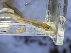 Notropis dorsalis