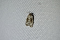 Aemene obscura