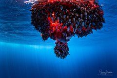 Canthidermis maculata