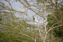 Andropadus importunus