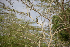 Andropadus importunus