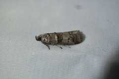 Acrobasis rubrizonella