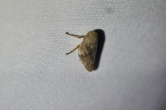 Aphrophora intermedia