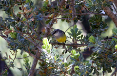 Eopsaltria griseogularis