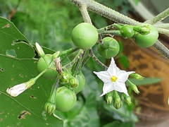 Solanum torvum