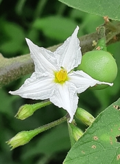 Solanum torvum