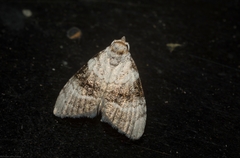 Acatapaustus metallopa