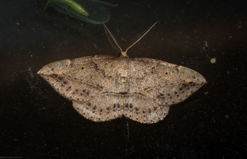 Zeuctophlebia squalidata (Walker)