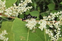 Bocchoris inspersalis