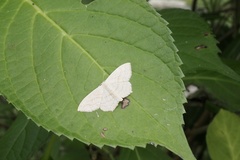 Scopula nigropunctata