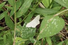 Scopula nigropunctata