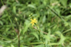 Agrimonia pilosa japonica