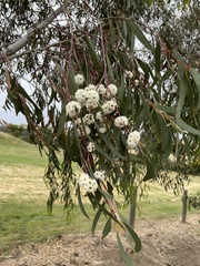 Eucalyptus pauciflora