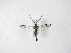 Synanthedon acerrubri