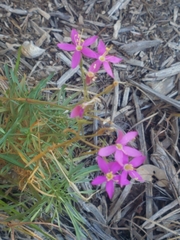 Zeltnera beyrichii