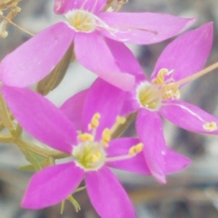 Zeltnera beyrichii