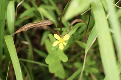 Hypericum erectum