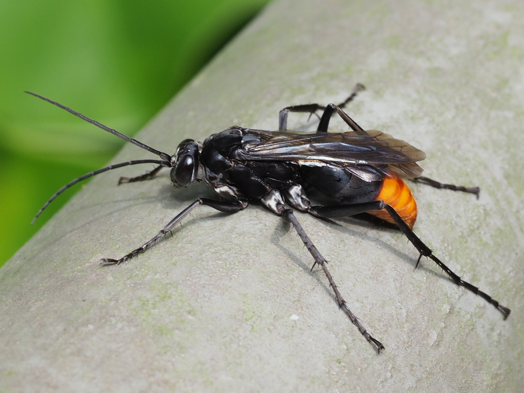 Asian Red-tailed Spider Wasp
