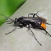 Asian Red-tailed Spider Wasp - Photo (c) wklegend, some rights reserved (CC BY-NC), uploaded by wklegend