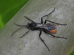 Tachypompilus analis