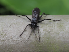 Tachypompilus analis