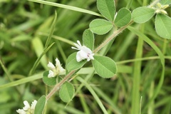 Lespedeza pilosa